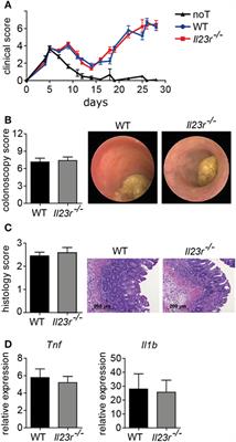 Targeting Inflammatory T Helper Cells via Retinoic Acid-Related Orphan Receptor Gamma t Is Ineffective to Prevent Allo-Response-Driven Colitis